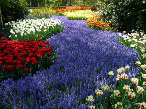 Цветочный фестиваль в Голландии 2011 в парке тюльпанов Keukenhof